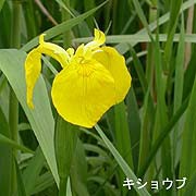 キショウブ