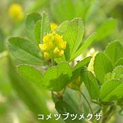 コメツブツメクサ
