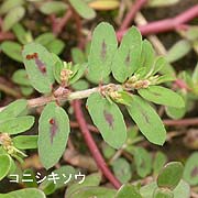 コニシキソウ