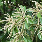 マテバシイ