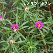 ヒメマツバボタン