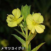 メマツヨイグサ
