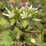 オランダミミナグサ