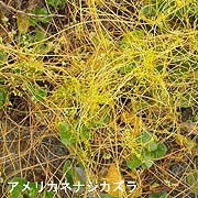 アメリカネナシカズラ