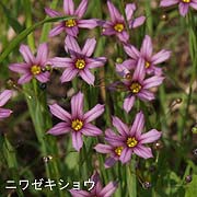 ニワゼキショウ