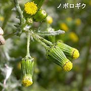 ノボロギク