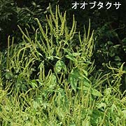 オオブタクサ