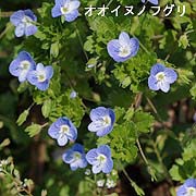 オオイヌノフグリ