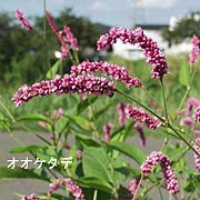 オオケタデ