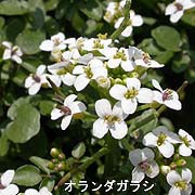 オランダガラシ