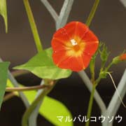 マルバルコウソウ