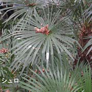 シュロ