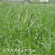 シマスズメノヒエ