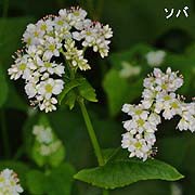 ソバ