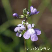 マツバウンラン