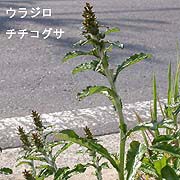 ウラジロチチコグサ