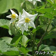ワルナスビ