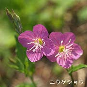 ユウゲショウ