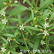 クルマバザクロソウ