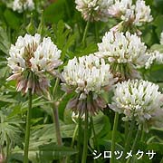 シロツメクサ