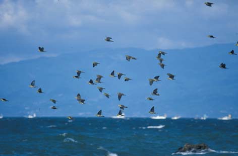 海上を飛ぶアオバトの群れ