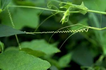 コイル状に巻いたアレチウリのまきひげ