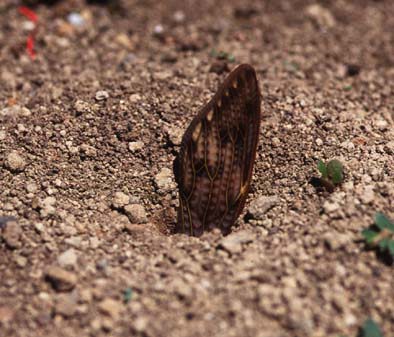 アリの巣の入口につかえたセミの翅