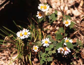 リュウノウギクの花
