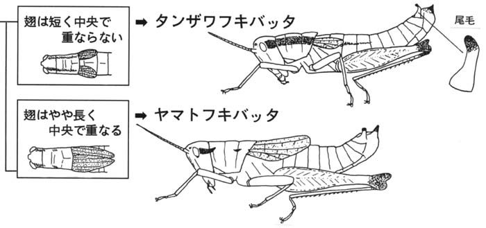 フキバッタの見分け方
