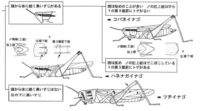 イナゴ３種の見分け方