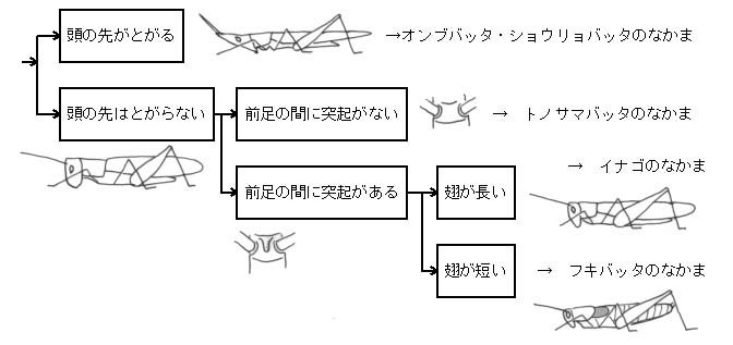 バッタとイナゴのなかま分け
