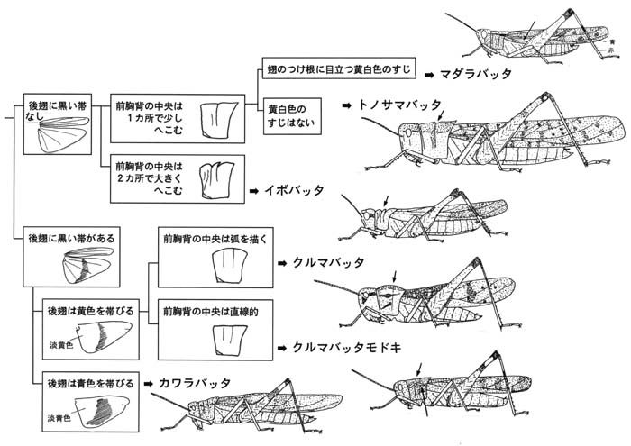 トノサマバッタのなかまの見分け方