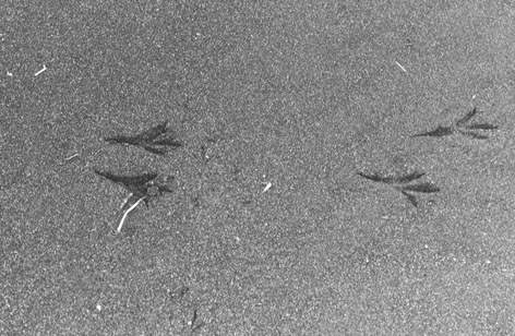 着地したカラスの足跡