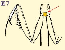 チョウセンカマキリ図