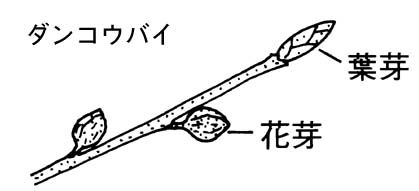 ダンコウバイの芽