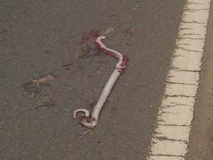 交通事故で死んだアオダイショウ