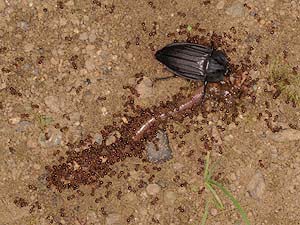 ミミズの死体に群がるアリとオオヒラタシデムシ