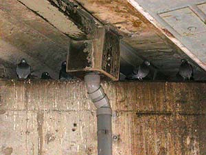 高架道路下のねぐら