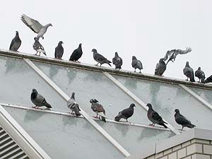 建物の屋根にとまる群れ