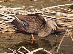 歩きながら餌を探すカルガモ