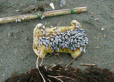 浮きについたエボシガイ