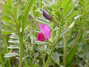 カラスノエンドウの花