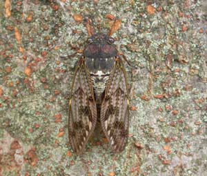アブラゼミの成虫