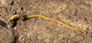 ミスジコウガイビルの１種