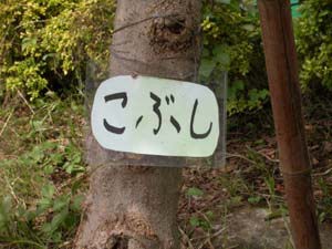 コブシの名札