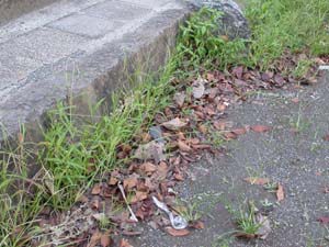 落ち葉だまり