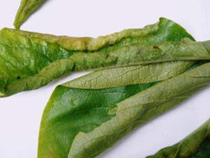 カキハベリマキフシ