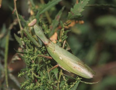 ハラビロカマキリ成虫