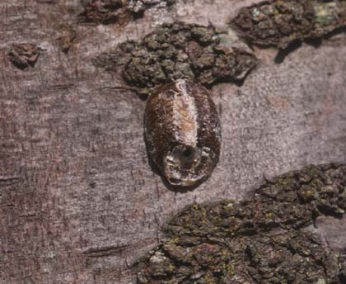 ハラビロカマキリの卵のう