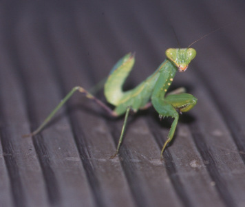 ハラビロカマキリの幼虫